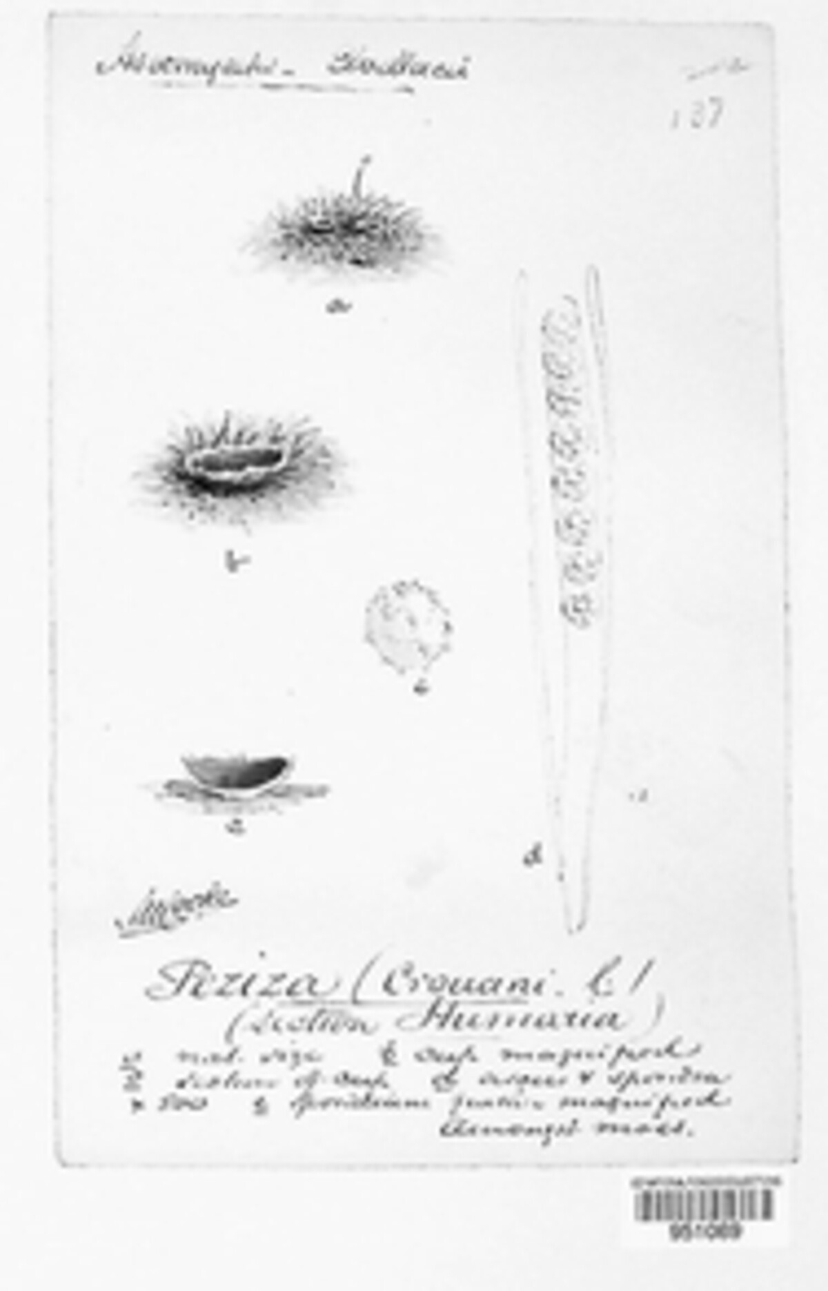 Peziza crouani image